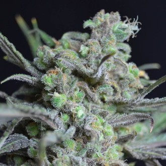 Critical (CBD Seeds) feminizovan&aacute;