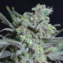 Critical (CBD Seeds) feminizovaná