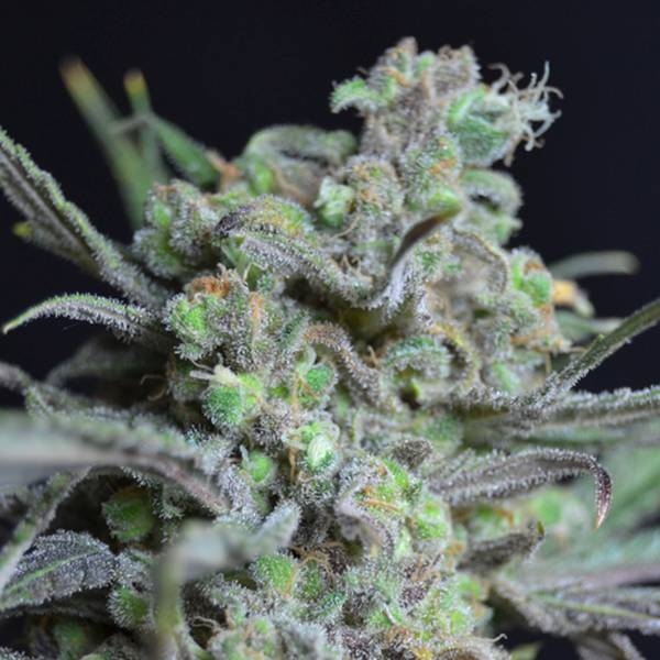 Critical (CBD Seeds) feminizovaná