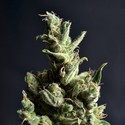 Amnesia 5 (CBD Seeds) feminizovaná