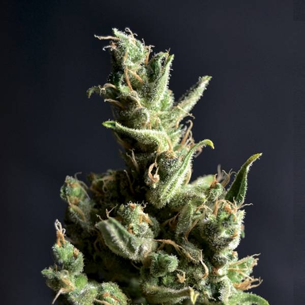 Amnesia 5 (CBD Seeds) feminizovaná