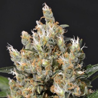 Kali (CBD Seeds) feminizovan&aacute;