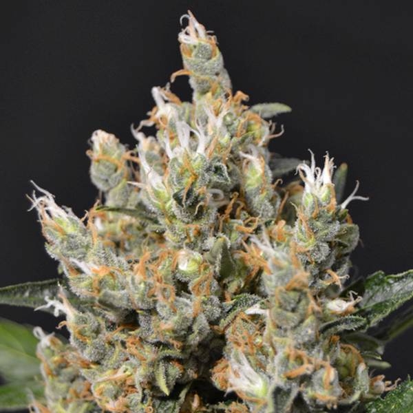 Kali (CBD Seeds) feminizovaná