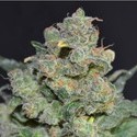 Cheese (CBD Seeds) feminizovaná