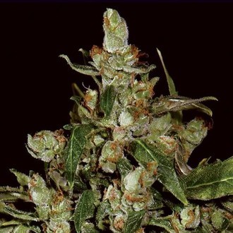 Auto Widow (CBD Seeds) feminizovan&aacute;