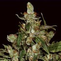 Auto Widow (CBD Seeds) feminizovaná