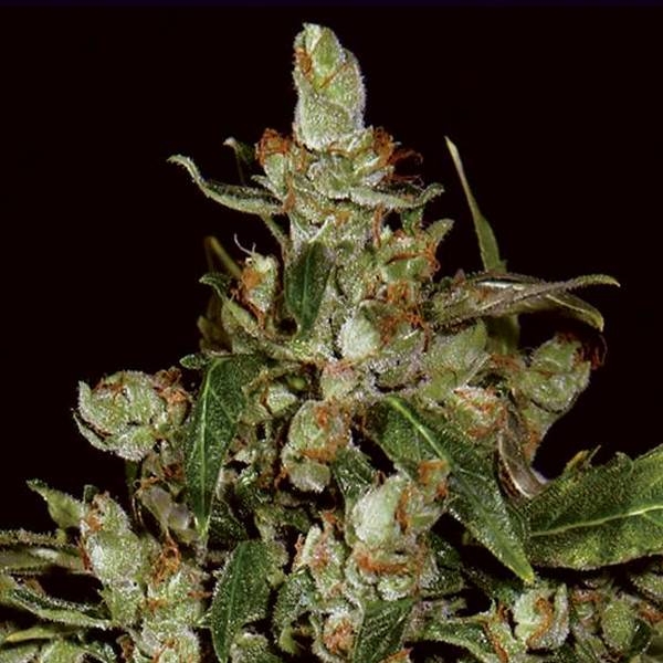 Auto Widow (CBD Seeds) feminizovaná