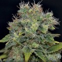 Auto Yumbolt (CBD Seeds) feminizovaná