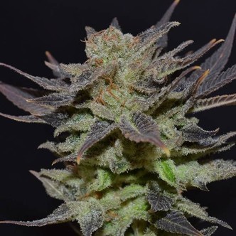 Auto Lavender (CBD Seeds) feminizovan&aacute;
