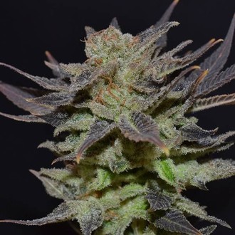 Auto Lavender (CBD Seeds) feminizovan&aacute;