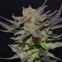 Auto Lavender (CBD Seeds) feminizovaná