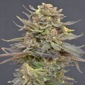Magma (CBD Seeds) feminizovaná