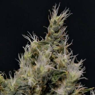 Vanilla Haze (CBD Seeds) feminizovan&aacute;