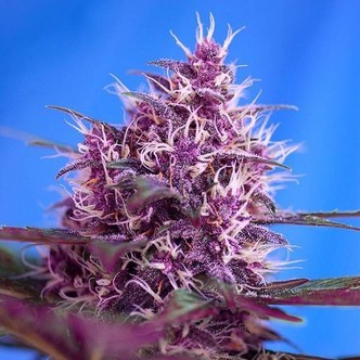 Red Poison Auto (Sweet Seeds) feminizovan&aacute;