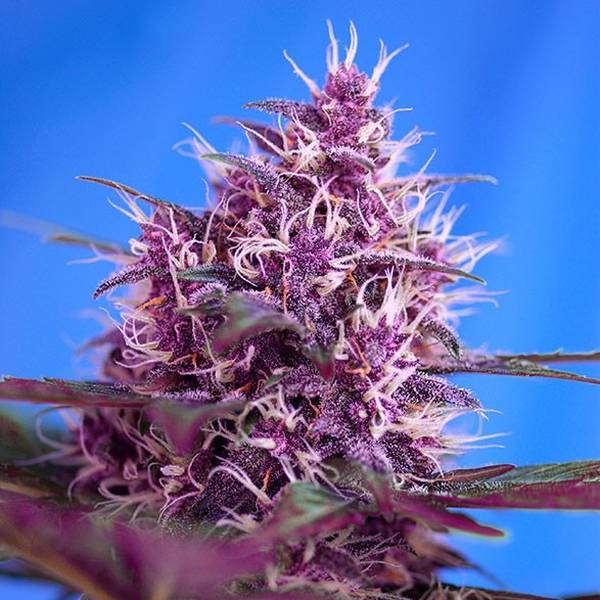 Red Poison Auto (Sweet Seeds) feminizovaná