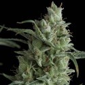 Kryptonite (Pyramid Seeds) feminizovaná