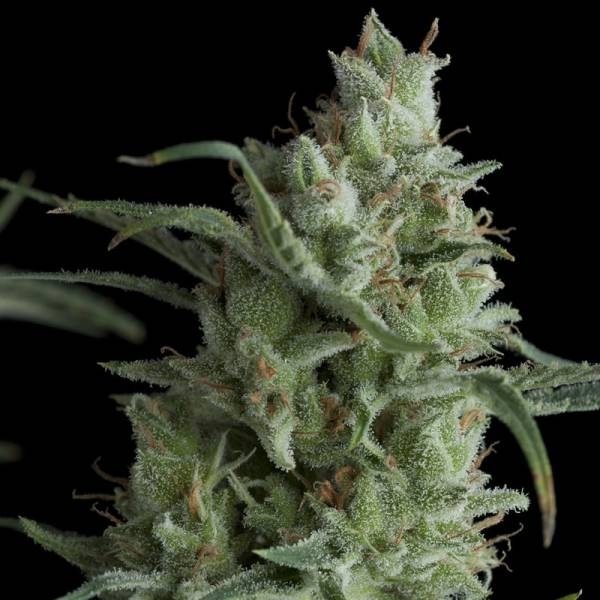 Kryptonite (Pyramid Seeds) feminizovaná