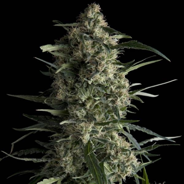 Galaxy (Pyramid Seeds) feminizovaná