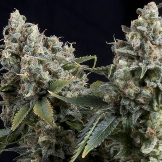 Auto Tutankhamon (Pyramid Seeds) feminizovan&aacute;