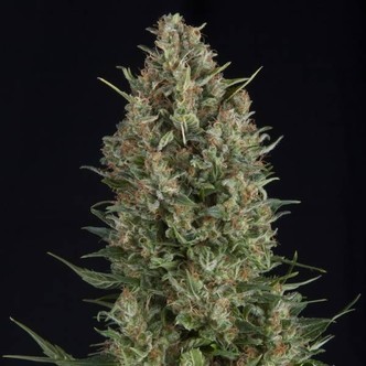 Wembley (Pyramid Seeds) feminizovan&aacute;