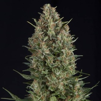 Wembley (Pyramid Seeds) feminizovan&aacute;