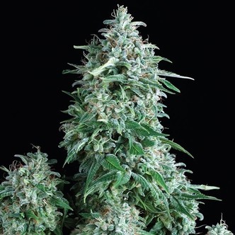 Anubis (Pyramid Seeds) feminizovan&aacute;