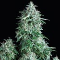 Anubis (Pyramid Seeds) feminizovaná