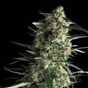 Auto Galaxy (Pyramid Seeds) feminizovaná