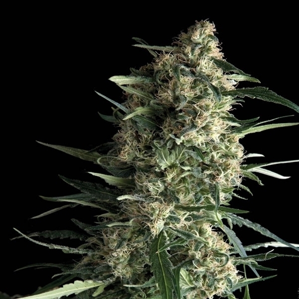 Auto Galaxy (Pyramid Seeds) feminizovaná