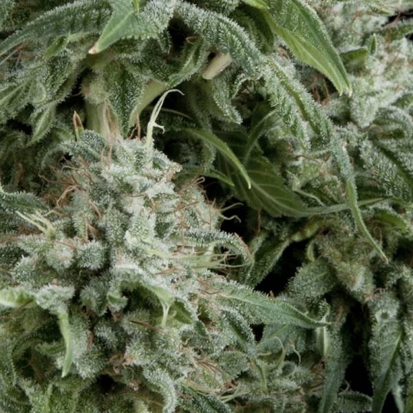 Auto Northern Lights (Pyramid Seeds) feminizovaná