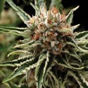 Auto Shark (Pyramid Seeds) feminizovaná