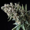 Auto Nefertiti (Pyramid Seeds) feminizovaná