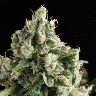 Auto Lennon (Pyramid Seeds) feminizovan&aacute;