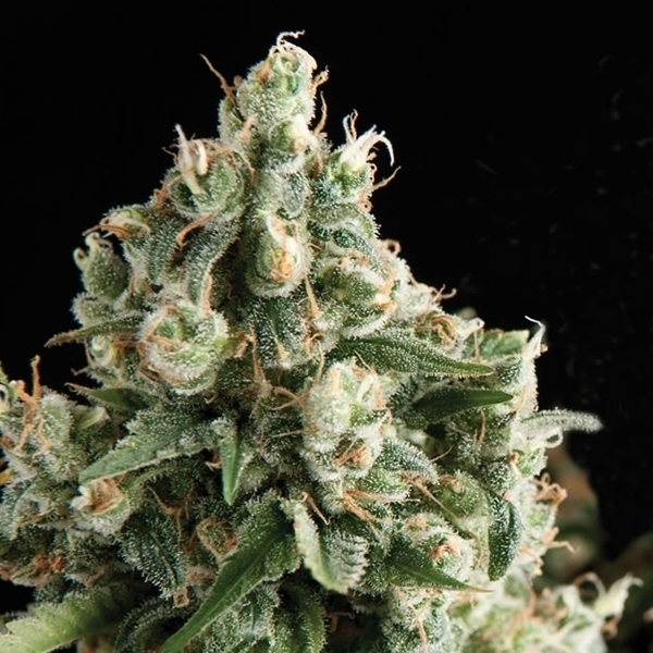 Auto Lennon (Pyramid Seeds) feminizovaná