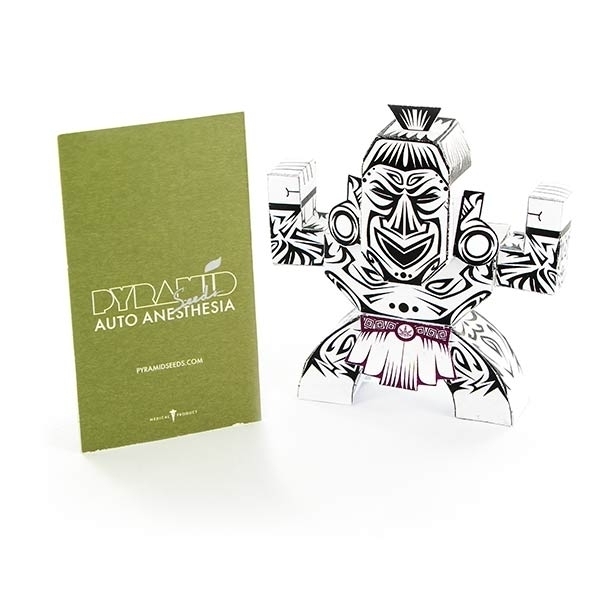 Auto Anesthesia (Pyramid Seeds) feminizovaná