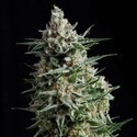 Auto Anesthesia (Pyramid Seeds) feminizovaná