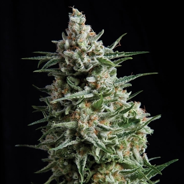 Auto Anesthesia (Pyramid Seeds) feminizovaná