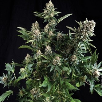 Auto White Widow (Pyramid Seeds) feminizovan&aacute;