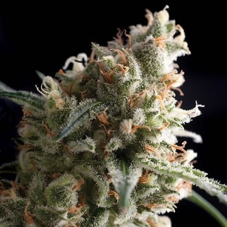 Auto Super Hash (Pyramid Seeds) feminizovan&aacute;