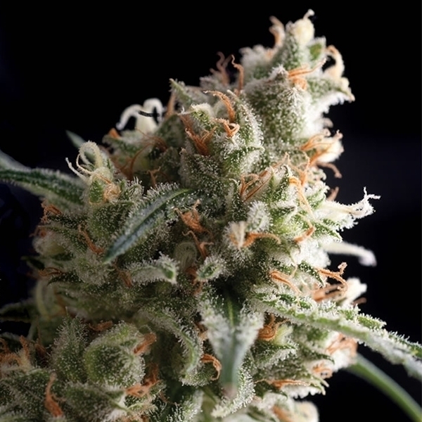 Auto Super Hash (Pyramid Seeds) feminizovaná