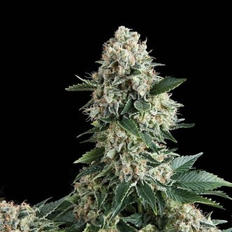 Auto New York City (Pyramid Seeds) feminizovan&aacute;