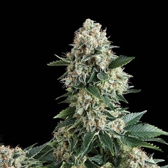 Auto New York City (Pyramid Seeds) feminizovan&aacute;