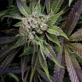 Blue Pyramid (Pyramid Seeds) feminizovan&aacute;