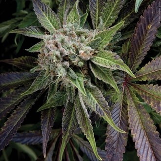 Blue Pyramid (Pyramid Seeds) feminizovan&aacute;
