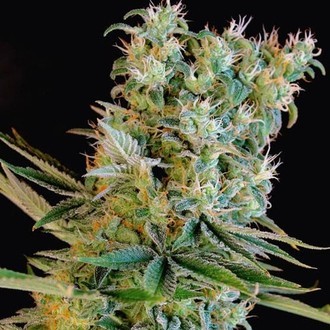 Amnesia Bilbo (Genehtik Seeds) feminizovan&aacute;