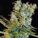 Amnesia Bilbo (Genehtik Seeds) feminizovaná
