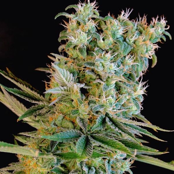 Amnesia Bilbo (Genehtik Seeds) feminizovaná