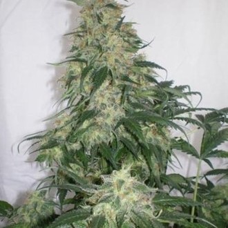 Amnesia Bilbo (Genehtik Seeds) feminizovaná