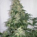 Amnesia Bilbo (Genehtik Seeds) feminizovaná