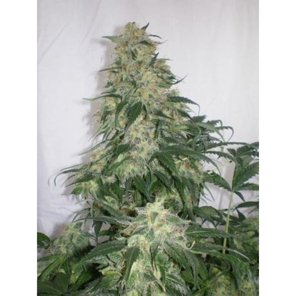 Amnesia Bilbo (Genehtik Seeds) feminizovaná